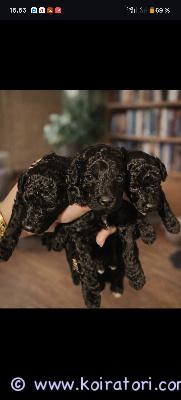 myydään kääpiövillakoira www.koiratori.com-ilmoitus Kääpiövillakoiran pennut 1 uros pentu vapaanta.syntyneet 8.2.2026.pennut kasvavat kotiympäristössä ja ne luovutetaan ainoastaan rakastaviin ja pysyviin loppuelämän koteihin.luovutus aikaisintaan 1.4.2026.luovutushetkellä pennut ovat:eläinlääkärin tarkastamiasirutettujamadotettu säännöllisesti.pennun vanhemmat ovat terveitä ja hyväluonteisia kääpiövillakoiria.halutessasi voit tulla tutustumaan pentuihin ja tapaamaan myös emän.toivomme uudelta omistajalta:aiempaa kokemusta villakoiristasitoutumista pennun hoitoon ja kasvatukseenmahdollisuutta viettää paljon aikaa pennun kanssa