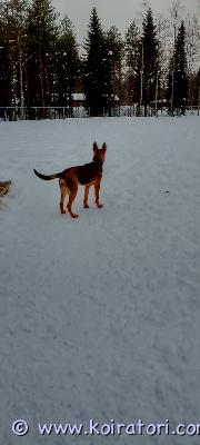 myydään saksanpaimenkoira www.koiratori.com-ilmoitus Kotia etsii muuttuneet elämä tilanteene vuoksi spk uros pentu 2.9 syntynyt ollut meillä 7 viikon ikäisestä asti tottunut lapsiin ja toisiin koirien perua tottelevaisuutta treenattu erittäin avoin ja kiva luontainen pentu ei ole ilmennyt mitään allergioita rokotettu madotettu käynyt eläinlääkäri tarkastuksessa sirutettu etsimme lukalle hyvää ja loppuelämän kotia jossa saa tarpeeksi liikunta ja aktiivitetistä toimintaa kotona olot yms hoito toimit onnistuu sisäsiisti pysy pihassa irti ei lähde omalta pihalta minnekkään. Soittelee nikn kerron koirasta enemmän