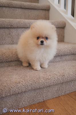 myydään pomeranian www.koiratori.com-ilmoitus Tarjolla erittäin kaunis poikapentu upeassa oranssissa värissä. Pojalla on yksi sininen silmä, mikä tekee hänestä erityisen harvinaisen ja todella ainutlaatuisen.pennulle on tehty rokotus, mikrosiru ja eläinlääkäripassi. Pennulla on myös sukutaulu.hän on iloinen, leikkisä ja erittäin suloinen pieni pentu, joka rakastaa ihmisten seuraa. Tämä ihana pieni kaveri odottaa omaa parasta ja rakastavaa perhettään.