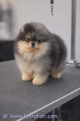 myydään pomeranian www.koiratori.com-ilmoitus Myydään kaunis pomeranian-poika.harvinainen ja eksklusiivinen väri black and tan merle.pennulle on tehty mikrosiru, rokotukset ja eu-lemmikkipassi, sekä sukutaulu.penttu on myös eläinlääkärin tarkastama.tämä upea ja eksklusiivinen poika etsii parasta mahdollista ja rakastavaa perhettä.soita tai kirjoita – vastaamme mielellämme kaikkiin kysymyksiin.