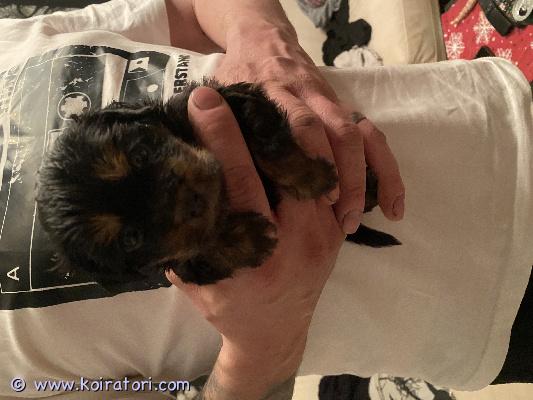 myydään venäjöntoy www.koiratori.com-ilmoitus Myydään viellä yksi narttu pentu,emä kääpiövillakoira mix isä japanece chin /venäjäntoy mix,musta ruskea pitkäkarvainen sirutettuna madotettuna ja eläinlääkärin tarkastamana,vanhemmat 4 kiloisia.ei osamaksua ei tuonti pentu.