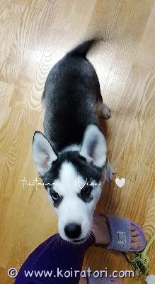 myydään rekikoira www.koiratori.com-ilmoitus Luovutusikäinen, tulee juuri 9vkoa, rekikoiran urospentu vielä vapaana pojasta riippumattomista syistä. Kivaluonteisista vanhemmista. Kasvanut lapsiperheessä. Käynyt pentutarkastuksessa ja mikrosirutuksessa 24.2.2026, säännöllisesti madotettu, viimeksi 8 viikkoisena. Ei paperillinen. äiti ja veli tavattavissa synnyinkodissaan. Valmis muuttamaan omaan kotiin heti!