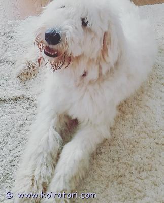 myydään etelävenäjänkoira www.koiratori.com-ilmoitus Etsitään pikaisesti uutta kotia 6-vuotiaalle etelänvenäjänkoira nartulle. Elänyt koko ikänsä sisäkoirana suomessa. Rekisteröity.Pitkän harkinnan jälkeen olemme päättäneet luopua lounasta ja etsiä hänelle uuden kodin.Louna on tottunut kissoihin, ankkoihin ja lintuihin. Sisäsiisti, omaa perhettään kohtaan suojeleva. Kotiin jossa ymmärrystä laumanvartijoista. Nyt trimmattu lyhkäsempään kesäturkkiin, mutta pitkä turkki luonnostaan. 