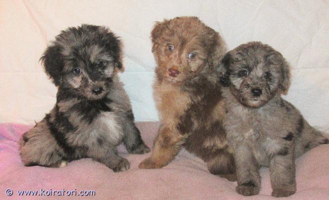 myydään Australianpaimenkoiraa www.koiratori.com-ilmoitus Pennuissa on puolet Australianpaimenkoiraa ja ovat sopivan aktiivisia luonteeltaan, eivät liian vilkkaita.Kooltaan tulevat olemaan kevyempiä kuin aussi.Pennuista tulee riistavietittömiä, miellyttämishaluisia ja tasapainoisia kuten vanhemmat ovat.Vanhemmat ovat myös koirasosiaalisia ja terveitä.Pennut sopivat harrastamiseen ja kotikoiraksi.Ovat luovutusikäisiä ja useasti madotettuja, sirutettuja ja tarkistettuja.Rokottamisen hoitaa uusi koti.Suomessa syntyneitä Suomalaisista koirista.Kerrothan millainen koti pentua odottaisi.