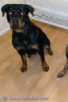 myydään saksanpaimenkoira www.koiratori.com-ilmoitus Muuttunut elämäntilanne: kolme upeaa koiraa etsii loppuelämän kotiaraskain mielin etsimme uutta kotia koirillemme elämäntilanteen muuttumisen vuoksi. Kaikki kolme koiraa tulevat hienosti toimeen keskenään ja ovat tottuneet elämään laumassa. Koiraelämä sujuu yhteisymmärryksessä, ja he ovat sosiaalisia niin toisilleen kuin ihmisille. Kaikki koiramme ovat terveitä, allergiavapaita ja peruskoulutettuja.koirat voidaan myydä joko yhdessä tai erikseen sopiviin koteihin. Kerrothan viestissäsi millainen koti sinulla olisi tarjota.1. Luka – saksanpaimenkoira (uros, pentu)syntynyt: 2.9.2025 (n. 6 kk ikäinen)tausta: ollut meillä 7-viikkoisesta asti.luonne: erittäin avoin, kiva ja reipas pentu. Tottunut lapsiin ja muihin koiriin.koulutus: tottelevaisuutta on treenattu, on sisäsiisti ja kotiolot sekä hoitotoimenpiteet sujuvat ongelmitta.terveys: sirutettu, madotettu, rokotettu ja eläinlääkärin tarkastama. Ei allergioita.toiveet: etsimme lukalle aktiivista kotia, jossa se saa tarpeeksi liikuntaa ja aivotyöskentelyä.2. Malinois (narttu, 4v)luonne: kiltti ja vauhdikas ”malli”. Tottunut kaikenikäisiin lapsiin, mutta kovan energian ja vilkkauden vuoksi emme suosittele häntä aivan pienten lasten perheeseen. Toisten koirien kanssa tulee toimeen.koulutus: peruskoulutettu. Kotiolot ja arki sujuvat ongelmitta.terveys: rokotukset ja madotukset kunnossa. Ei tiedossa olevia allergioita.toiveet: koti, joka ymmärtää rodun aktiivisuuden ja tarjoaa riittävästi tekemistä.3. Rotweiller (narttu, 3v)luonne: todella kiltti ja lapsirakas nössö. Elänyt lapsi- ja koiraperheessä ja on ehdottomasti parhaimmillaan lapsiperheen silmäteränä.koulutus: peruskoulutettu, arki ja kotiolot sujuvat moitteettomasti.terveys: rokotukset ja madotukset ajan tasalla. Ei allergioita.toiveet: rakastava perhe, joka arvostaa rauhallista ja uskollista seuralaista.vain soitot