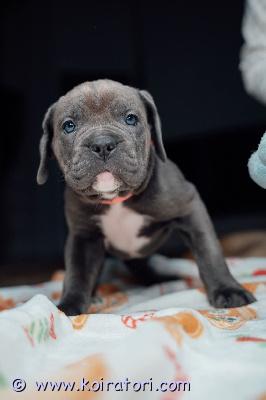 MYYDääN canecorso www.koiratori.com-ilmoitus Vielä uros ja narttupentu vailla omaa rakastavaa perhettä.pennut syntyneet 30.12 ja ne on rekisteröity eestin kennelliittoon.pennut oneläinlääkäri terveeksi tarkastanut ja siruttanut.vanhemmat hyväluonteiset ja terveet.mukaan kattava pentupaketti ja kasvattajan loppuelämän tuki.uudelta kodilta odotamme vastuutuntoa ja että elämän puitteet ovat kunnossa ja mahdollisuus tarjota pennulle hyvä huolehtiva ja tasapainoinen koti.olethan tutustunut rotuun ja sinulla on talous kunnossa pennun hankintaan.osamaksu ok järkevissä osissa.lisätietoja soittamalla tai whatsapin kautta +37255628699 puhun suomea.