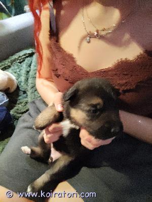 myydään saksanpaimenkoira www.koiratori.com-ilmoitus 20.1.26 syntyneet saksanpaimenkoiran pennut etsivät nyt sitoutunutta kotia. Pennut luovutetaan 22.3-26 alkaen. Lisätiedot saat kun soitat. Pennuista otamme varausmaksun. Pennut käyvät eläinlääkärin pentu tarkastuksessa ja sirutuksessa. Siis nyt soittamaan. Löytyy myös uroksia. 