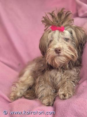 myydään venäjänbolonka www.koiratori.com-ilmoitus Syyskuussa 2025 syntynyt vauhdikas venäjänbolonkan narttupentu omaa kotia vailla. Rekisteröity sekä rokotettu ja madotettu asianmukaisesti. 