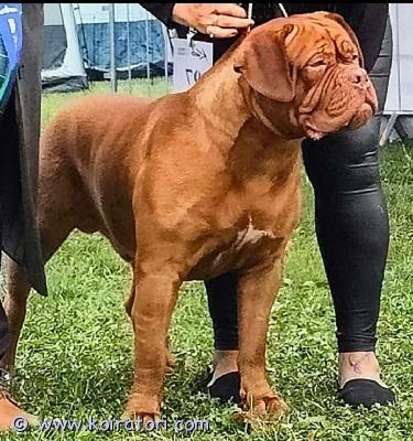 myydään bordeauxindoggi www.koiratori.com-ilmoitus Varattavissa bordeauxindoggi pentuja terveistä, hyväluonteisista, näyttelyissä korkeasti palkituista vanhemmista. Isä juniori maailman voittaja 2025 ja lisäksi usean maan valio. Lonkat a, kyynärät 0. Emä suomen ja liettuan valio, lonkat b, kyynärät 0. Pennut luovutetaan toukokuun alkupuolella useaan kertaan madotettiina, ell tarkastamina, mikrosirutettuina ja rekisteröityinä. Kennelin sivut löytyy fb nimellä kennel la luna polaris. Pentujen mukana seuraa kasvattajan elinikäinen tuki. Kasvattimme ovat menestyneet hienosti näyttelykehissä ja kannustamme mukaan harrastukseen, mutta pakkoa ei ole, vaan tärkeintä on koko elämän mittainen huolehtiva koti. Kerrothan yhteydenotossasi minkälainen koti olisi tarjolla. 