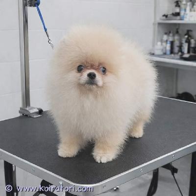 myydään pomeranian www.koiratori.com-ilmoitus Tarjolla erittäin kaunis poikapentu upeassa oranssissa värissä. Pojalla on yksi sininen silmä, mikä tekee hänestä erityisen harvinaisen ja todella ainutlaatuisen.pennulle on tehty rokotus, mikrosiru ja eläinlääkäripassi. Pennulla on myös sukutaulu.hän on iloinen, leikkisä ja erittäin suloinen pieni pentu, joka rakastaa ihmisten seuraa. Tämä ihana pieni kaveri odottaa omaa parasta ja rakastavaa perhettään.