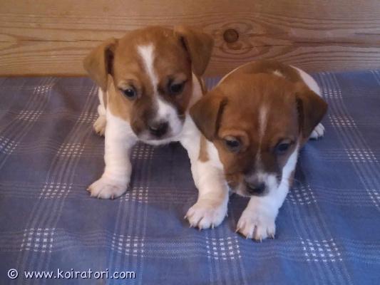 myydään Jacrusselinterrieri www.koiratori.com-ilmoitus Suomessa 8.2.2026 syntyneet kaksi sileäkarvaista jackrusselinterrierin narttupentua etsivät hyviä koteja 29.3.2026 jälkeen. Pennut luovutetaan eläinlääkärin tarkastamina, mikrosirutettuina, rekisteröityinä (Ruvi) ja useaan kertaan madotettuina. Pennut ovat tottuneet lapsiin ja toisiin koiriin. Sisäsiisteyttä on harjoiteltu ahkerasti.Kasvatustoimintamme on yritysmuotoista, joten ostamalla pennun meiltä saat turvaksesi kuluttajansuojan.Pennun hinta on 1200e, josta varausmaksu (jota ei palauteta ostajan peruessa kaupan) on 300e.Pentuihin ja molempiin vanhempiin pääsee tutustumaan sovitusti. Yhteydenotot sähköpostitse tai soittamalla, en lähettele lisäkuvia tai videoita, vaan pentuja pääsee miltei koska tahansa katsomaan =)