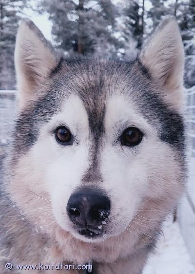 myydään husky www.koiratori.com-ilmoitus Oural etsii loppuelämän kotia. Hän on syntynyt 19.1.2018. Luonteeltaan hän on seurallinen ja  utelias ja haluaa osallistua kaikkeen.  ihmistä lähellä oleva koira, tottunut myös lapsien kanssa. Tulee toimeen narttujen kanssa, ja urostenkin kanssa riippuen tietysti uroksesta. Oural itse on leikattu, on ollut niin sisä kuin ulkokoirana sekä vetänyt valjakkoa koiravaljakkoyrityksessämme.  