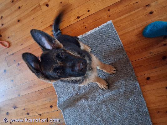 myydään saksanpaimenkoira www.koiratori.com-ilmoitus Vielä omaa kotia vailla, 16.11.2025 syntynyt reipas narttupentu. Tottunut lapsiin, kissoihin ja hevosiin. Rekisteröity ja sirutettu. Ei jalostukseen.