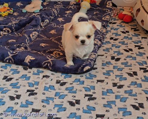 myydään chihuahua www.koiratori.com-ilmoitus Chihuahuan pentu, uros, pitkäkarvainen. Tämä iloinen ja aktiivinen pentu muuttaa pian uuteen kotiin. Se pystyy elämään muiden eläinten kanssa. Pentu on iloinen ja aktiivinen. Muuttaessaan uuteen kotiin pennulla on mikrosiru, ikätasoiset rokotukset ja eurooppalainen eläinlääkärinpassi. Maksullinen toimitus helsinkiin on mahdollinen. Lisätietoja saat yksityisviestillä tai whatsappilla. +37258587448