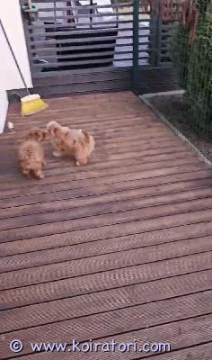 myydään maltipoo www.koiratori.com-ilmoitus 2 reipasta, luovutusikuista, 3 kk täyttänyttä urospentua vapaana lähteä oma kotiin. Pojat on moneasti madotettu, eläinlääkärin tarkastama, sirut, eu matkustus ja terveyspassit. Annettu ensimmäiset rokotukset. Emo ruskea kääoiövillakoira, isä malta koira. Meillä saa tullaa katsoa, ostaamaan paikan päällä, sovitusti myös kuljetus. Pojat ovat tottuneet pikkulasta ja sosiaalisia , pääse omalla aidattulla pihalla ulos, luonnet kunnossa, kysy lisä