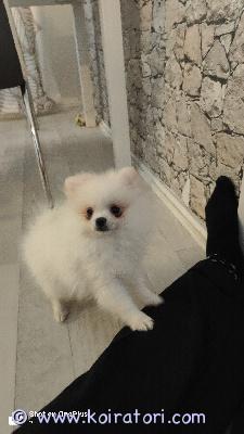 myydään pomerian www.koiratori.com-ilmoitus Myydään suloinen pomeranian pentu, syntynyt 21.12.2025.rokotettu ja sirutettu.luonteeltaan leikkisä, reipas ja ihmisrakas.valmis hyvään kotiin.