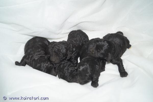 myydään Cockapoo www.koiratori.com-ilmoitus Suomessa 9.3.2026 syntyneet cockapoopennut nyt varattavissa! Löytyy sekä uros- että narttupentuja. Pentujen odotettavissa oleva aikuiskoko on noin seitsemän-kahdeksan kiloa. Pennuissa on 1/4 amerikancockerspanielia ja 3/4 villakoiraa; pentujen emä on cockapoo (amerikancockerspanieli x keskikokoinen villakoira) ja isä kääpiövillakoira. Cockapoota pidetään allergiaystävällisenä yhdistelmänä. Pennut luovutetaan 27.4.2026 jälkeen eläinlääkärin tarkastamina ja mikrosiruttamina, rekisteröityinä sekä useaan kertaan madotettuina.Pentuihin pääsee tutustumaan sopimuksen mukaan, molemmat vanhemmat (ja emän vanhemmatkin) nähtävillä. Pennut tottuvat meillä toisiin koiriin ja lapsiin, ne ovat käytännössä myös sisäsiistejä luovutusikäisinä, koska niiden kanssa harjoitellaan ulkoilua hyvin pienestä pitäen.Pennun hinta on 2000 €, josta varausmaksu on 400 €. Varausmaksua ei palauteta, mikäli ostaja peruu kaupan.Kasvatustoimintamme on yritysmuotoista, joten ostamalla pennun meiltä turvanasi on kuluttajansuoja. Lisäksi tiedät, että kasvatus on vastuullista ja verot yritystoiminnasta maksetaan Suomeen.Valitettavasti emme ennätä vastailla yksittäisiin lisäkuvapyyntöihin, mutta lisäilemme kuvia kotisivuillemme pentujen kasvaessa. Olet myös tervetullut tutustumaan pentuihin ja vanhempiin miltei koska tahansa!Tutustu kotisivuihimme ja ota yhteyttä ensisijaisesti puhelimitse tai sähköpostitse.