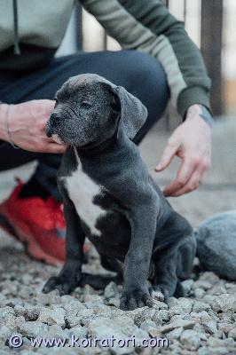 MYYDääN canecorso www.koiratori.com-ilmoitus Vielä uros ja narttupentu vailla omaa rakastavaa perhettä.pennut syntyneet 30.12 ja ne on rekisteröity eestin kennelliittoon.pennut oneläinlääkäri terveeksi tarkastanut ja siruttanut.vanhemmat hyväluonteiset ja terveet.mukaan kattava pentupaketti ja kasvattajan loppuelämän tuki.uudelta kodilta odotamme vastuutuntoa ja että elämän puitteet ovat kunnossa ja mahdollisuus tarjota pennulle hyvä huolehtiva ja tasapainoinen koti.olethan tutustunut rotuun ja sinulla on talous kunnossa pennun hankintaan.osamaksu ok järkevissä osissa.lisätietoja soittamalla tai whatsapin kautta +37255628699 puhun suomea.