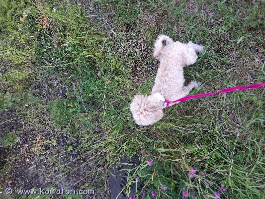 myydään villakoiramix www.koiratori.com-ilmoitus Tämä ihana pikkuneiti etsii muuttuneen elämäntilanteen takia uutta loppuelämän kotia.nada on 6kk ikäinen kääpiövillakoiran ja isomman villakoiran sekoitus.osaa peruskäskyt, tottunut lapsiin ja kissoihin. Muiden koirien kanssa tulee myös toimeen, jos on suht samaa kokoluokkaa kuin nada itse. Isompia koiria siis vähän aristaa. asunut omakotitalossa jossa aidattu piha, mutta luovutetaan myös esim kerros/rivitaloon, sillä on tosi sopeutuvainen.ja tottunut kaikenlaisiin eri ääniin. nada on rokotettu, ja steriloitu. Uuteen kotiin nada on valmis muuttamaan 5.4.26jos kiinnostuit,.kerrro hieman millainen koti olisi tarjota. Nada asustaa lohjalla.nadan hinnaksi olemme pääättäneet 400euroa. Raha ei tärkeintä, vaan rakastava koti.ja jotta vältymme turhilta varauksilta,pyydämme varausmaksun joka on summaltaan 150e(vähennetään toki kokonaishinnasta)laita rohkoeasti viestiä ja kerro millainen koti jne sinulla olisi tarjota.