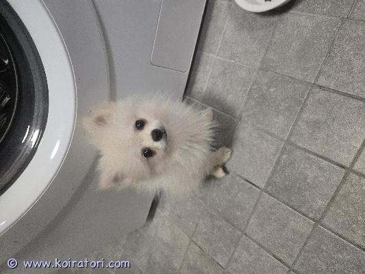 myydään pomeranian www.koiratori.com-ilmoitus Suloinen pomeranian pentu etsii rakastavaa kotia.myydään ihastuttava pomeranian pentu, joka hurmaa persoonallaan ja suloisella olemuksellaan. Pentu on luonteeltaan leikkisä ja viihtyy erinomaisesti ihmisten seurassa – tästä saat uskollisen ja iloisen perheenjäsenen.aluksi pentu saattaa olla hieman ujo uusissa tilanteissa, mutta rohkaistuu nopeasti ja lähtee innolla mukaan kaikkeen tekemiseen. Kun luottamus syntyy, sen iloinen ja energinen luonne pääsee todella esiin.pentu on terve, hyvin hoidettu ja kaikki tarvittavat tarkastukset on tehty. Se on saanut hyvän alun elämäänsä ja on valmis muuttamaan uuteen, huolehtivaan kotiin.ota rohkeasti yhteyttä ja tule tutustumaan – tämä pieni karvapallo vie varmasti sydämesi 