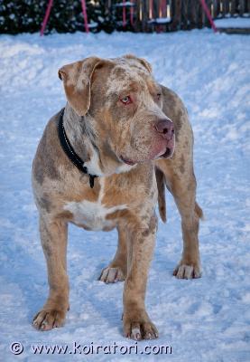 myydään americanbully www.koiratori.com-ilmoitus Kotia vailla xl bully uros.syntynyt 9/25eläinlääkäri tarkastettu, sirutettu, rokotettu ja madotettu.rekisteröitytottunut muihin koiriin ja lapsiin.iloinen ja utelias pojanviikariterve ja tervepäinen, mahtava perhekoira.laita viestiä, niin kerron pojasta lisää ja kerrothan millaisen kodin voisit tarjota  kun otat yhteyttä.