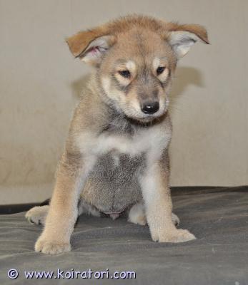 myydään susikoira www.koiratori.com-ilmoitus Tälläinen tyttö etsii hyvää kotia arktisiin ja alkukantaisiin koiriin perehtyneeseen perheeseen. Parhaiten sopii maalle okt. Syntynyt 30.01.2026 ja luovutusiässä 7vk 20.03.2026. Emä ja muita sukulaisia nähtävissä. Erittäin hyväluonteinen ja reipas pentu. Pentu on luovutusiässä kolmesti madotettu, sirutettu ja eläinlääkärin tarkastuksessa käynyt ym. Vanhemmat ovat luustokuvattuja (lonkat, kyynärpäät ja selkä), emällä (susikoira) embarkvet dna testi tehty ja isällä (pitkäkarvainen valkoinenpaimenkoira) koko genetics dna testi tehty.laita viestiä numeron kera ja kerro vähän millainen koti olisi tarjota jne.