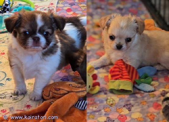 myydään chihuahua www.koiratori.com-ilmoitus Chihuahuan urospennut, pitkäkarvaiset, iloiset ja aktiiviset, valmiita muuttamaan pian uuteen kotiin. Ne voivat myös elää muiden eläinten kanssa. Ennen uuteen kotiin lähtöä pennuille laitetaan mikrosiru, ne rokotetaan iän mukaan ja niillä on eurooppalainen eläinlääkärinpassi. Maksullinen toimitus helsinkiin on mahdollinen. Lisätietoja saat lähettämällä yksityisviestin tai whatsappin. Puh. +37258587448