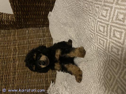 myydään kääpiövillakoira www.koiratori.com-ilmoitus Myynnissä kääpiövillakoiran pentuja kaksi urosta. Pennut ovat syntyneet 27.01.2026 pennut kasvavat lapsiperheessä tavallisen arjen keskellä, tottuneet ääniin, käsittelyyn, lapsiin muihin koiriin sekä turkinhoitoon. Pennut luovutetaan 7 viikon ikäisinä 17.03.2026,eläinlääkärin tarkastamina, madotettuina ja sirutettuina. Pentujen vanhemmat ovat kumpikin kotikoiria, luonteeltaan sosiaalisia, ja tulevat hyvin toimeen lasten sekä toisten koirien kanssa. Pennut myydään vain vastuullisiin ja pysyviin koteihin. Kerrothan millaiseen kotiin pentu pääsisi.