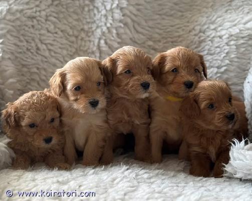 myydään maltipoo www.koiratori.com-ilmoitus 31. Tammikuuta 2026 syntyi viisi kaunista pentua.ne ovat täysi-ikäisiä 30. Maaliskuuta alkaen.emo sunka on pomapoo.sillä on upea luonne; se on hellä, leikkisä ja luottavainen. Se on osoittautunut erittäin huolehtivaiseksi emoksi ja sillä on jo yksi pentue.isä milo on maltipoo. Se on ystävällinen, ei dominoiva, eikä hauku ollenkaan.molemmille vanhemmille on tehty silmä- ja polvilumpiotarkastukset, ja ne ovat terveitä. Molemmat painavat noin 5 kg.sunka on perhekoiramme ja kasvoi äitinsä ja serkkunsa kanssa. Meillä on laaja kokemus koirista ja harrastamme niiden kasvattamista.pennut kasvavat perheympäristössä ja ovat hyvin sosiaalistettuja ja tottuneet ympäristöönsä, joten ne ovat itsevarmoja ja hyvin käyttäytyviä pentuja muuttaessaan uusiin koteihinsa. Ne ovat tottuneet muihin koiriin, kissoihin ja lapsiin. Ne rakastavat ulkona olemista ja puutarhan tutkimista ???? niiden odotettu paino on 4–6 kg.nämä koirat ovat innokkaita oppimaan ja tarkkaavaisia. Ne sopivat erinomaisesti aktiviteetteihin, kuten agilityyn. Ne tarvitsevat säännöllistä liikuntaa, kuten kävelyä, sosiaalistamista ja halauksia.niitä pidetään hypoallergeenisina ja ne karvaavat hyvin vähän.koiran ostaminen meiltä tulisi olla harkittu päätös.pyrimme kasvattamaan pennut mahdollisimman terveiksi ennen kuin ne tulevat uusiin koteihinsa. Tämä riippuu luonnollisesti säästä, mutta aina kun mahdollista, viemme ne kävelylle puutarhaan päiväunien ja jokaisen aterian jälkeen, jotta ne tottuvat ulkona tekemisiin aikaisin.pennun mukana tulee:- ensimmäinen rokotus ja tunnistelaatta- terveystiedot- kirppulääke- pennun valjaat ja hihna- emon tuoksuinen peitto- pennunruoka- lelutvain vakavat tiedustelut otetaan huomioon.kerro meille hieman itsestäsi ja mitä voit tarjota pennulle.ota yhteyttä ystävälliseen keskusteluun pennusta!