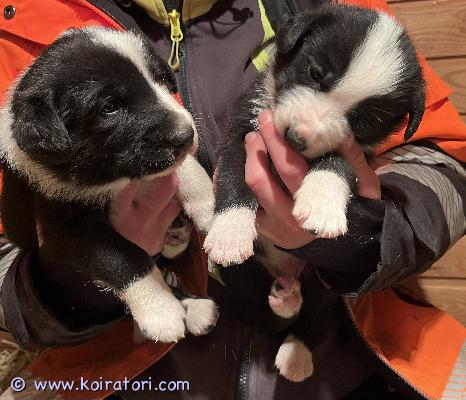 myydään monirotuinen www.koiratori.com-ilmoitus 30.01.2026 syntyneet monirotuiset koiranpennut etsivät koteja. Pennut madotetaan ja sirutetaan ennen luovutusta. 2 narttua ja 4 urosta. Lisää kuvia ja lisätietoja soittamalla.