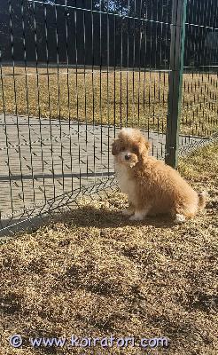 myydään maltipoo www.koiratori.com-ilmoitus Luovutusikuinen, komea 3 kk urospentu enää vapaana. Urospentu  on sosiaalinen, leikissä , moneasti madotettu, eläinlääkärin tarkastama, siru. Oma eu passi missä teädöt ja annettu ensimmäinen rokotus . Vanhemmat terveitä aktiivisia , hyväluonteisia pikkukoiria, emo kääpiövillakoira , isä malta koira. Kysy lisä jos oot ajatellut aktiivista kaveri, karva ei lähte, on hyvin hoidettu, säännöllisesti pesty, harjattu, laaturuualla ruokittu