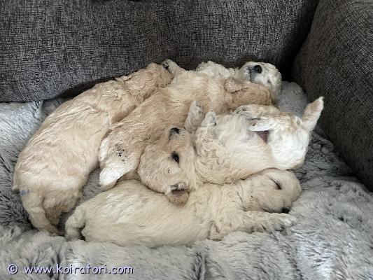 myydään kääpiövillakoira www.koiratori.com-ilmoitus Meille syntyi ihania kääpiövillakoiria… otamme alustavasti varauksia jo vastaan! pennut madotetaan ja ne käyvät eläinlääkärin  tarkastuksessa ennen luovutusta, jossa ne myös sirutetaan!toivomme pennuille vastuullista ja rakastavaa kotia, joissa on perehdytty rotuun jo aikaisemmin, samalla toiveena olisi nähdä pentujen tuleva perhe ennen luovutusta, että tiedämme millaiseen perheeseen pentu on tulossa!