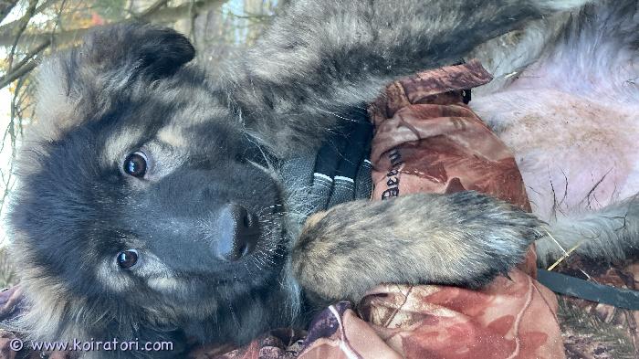 myydään pyreneidenkoirasakumix www.koiratori.com-ilmoitus Syntynyt 6.12 -25sirutettu ja madotettu  sosiaalinen ja oikein reipas tyttöei kerrostaloon!!lisätiedustelut: 046-5532386 tai tomi.hakalaa@icloud.com