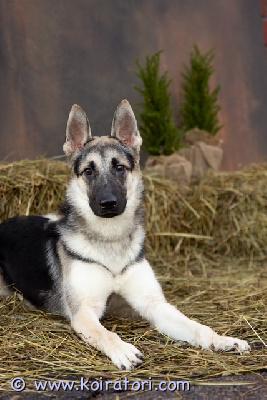 myydään sekarotuinen www.koiratori.com-ilmoitus Etsimme osaavaa, sitoutunutta ja rauhallista kotia koiralle, jolla on käytöshaasteita ja joka tarvitsee ymmärtävän ja kokeneen omistajan.almi on 29.04.2025 syntynyt, eli pian 12kk täyttävä sekarotuinen leikkaamaton narttu. Almi on parhaimmillaan ulkona muiden koirien kanssa leikkiessä ja viihtyy oman ihmisen seurassa. Hoitotoimenpiteitä on hiljalleen harjoiteltu ja esimerkiksi kynsien leikkaaminen sujuu ongelmitta. Pysyy myös vapaana pihalla. Almilla on paljon potentiaalia oikeanlaisessa kodissa, ja oikeassa ympäristössä sen parhaat puolensa pääsevät esiin.rokotukset ja madotukset ajantasalla. Sirutettu 10.06.2025. Syntynyt suomessa.terveystarkastettu eläinlääkärin toimesta.almi on herkkäluonteinen koira, joka saattaa stressaantua tai jännittää pienistäkin arkisista asioista. Lenkille lähtee mielellään, mutta jännittää paljon ulkona. Jännitys purkaantuu rauhattomuutena hihnassa sekä keskittymiskyvyn heikentymisenä. Ei hauku ohikulkeville ihmisille tai koirille. Ei ole aggressiivinen tai reaktiivinen, mutta tarvitsee ympärilleen rauhallisuutta, ennakoitavuutta ja ihmisen, joka osaa tukea häntä arjessa.almia on käytetty eläinlääkärin tutkimuksissa herkkävatsaisuuden ja rauhattomuuden vuoksi, mutta mitään fyysistä syytä käytöshaasteille ei ole löytynyt. Oikean ruokavalion löydyttyä vatsan toiminta on tasoittunut. almi ei sovi lapsiperheeseen, kaupunkiin tai kerrostaloon. Hyötyisi selkeästi rauhallisesta asuinympäristöstä, jossa arki ei ole liian kuormittavaa. almi on aina asunut toisen koiran kanssa, joten emme tiedä, kuinka pärjäisi ainoana koirana. Toisen tasapainoisen koiran seura voisi olla hänelle etu.etsimme edellä mainittujen käytöshaasteiden vuoksi almille uutta kotia, joka pystyy tarjoamaan hänelle sopivamman ja tasapainoisemman arjen.näiden asioiden vuoksi etsimme kotia, jossa:? on aiempaa kokemusta haastavista tai herkkäluonteisista koirista? ymmärretään koiran elekieltä ja osataan lukea sitä? ollaan valmiita jatkamaan koulutusta ja tukemaan koiraa arjessa? elämäntilanne ja ympäristö ovat rauhallisia ja ennakoitaviaalmi ei sovi ensimmäiseksi koiraksi. Oikeassa kodissa hänellä on kuitenkin hyvät mahdollisuudet kehittyä ja elää tasapainoista elämää.etsimme ennen kaikkea kotia, joka on valmis sitoutumaan pitkäjänteiseen työhön ja antamaan almille aikaa. Emme kiirehdi uuden kodin löytymisen kanssa, vaan haluamme löytää juuri hänelle sopivan ihmisen.jos tunnistat tästä kuvauksesta itsesi ja sinulla on kokemusta sekä realistinen käsitys arjesta tällaisen koiran kanssa, kerrothan viestissäsi:– millainen kokemustaustasi on– millainen arki ja asuinympäristö sinulla on tarjota– miksi juuri almi kiinnostaa sinua