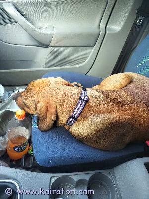 myydään amstaffimix www.koiratori.com-ilmoitus 30.10.-25 syntynyt urosemä: amstaffi/pitbullisä: amstaffi/rotikkaon sirutettu, madotettu sekä tehty eläinlääkärin pentutarkastus.on todella kiltti ja hyvin seurallinen.on sisäsiisti, ainoastaan jos yöllä herää saattaa tehdä pissat.pysyy omassa pihassa hyvin vapaana.antaa hyvin pukea vaatteet.osaa antaa tassua, istua ja odottaa pyydettäessä. kynsien leikkuu onnistuu mutta vaatii aikaa koska menee välillä enemmän leikkimiseksi kun pitäisi olla paikallaan.kerro hieman itsestäsi sekä millainen koti sinulla olisi tarjota.ja kysy jos jotain oleellista olen jättänyt kirjoittamattahinta: 900