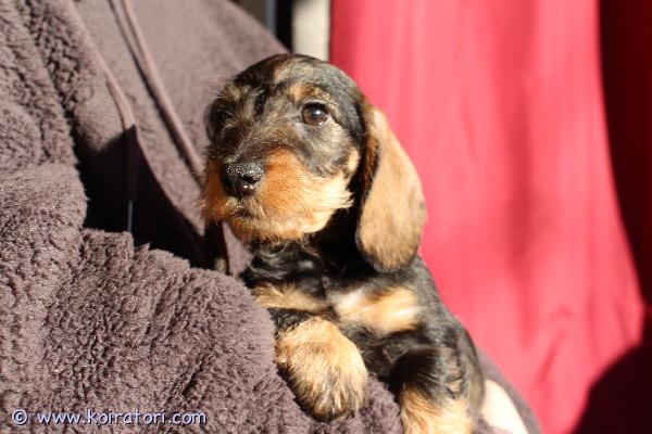 myydään karkeakarvainenkääpiömäykky www.koiratori.com-ilmoitus Karkeakarvainen kääpiö mäykky, poika, synt.27.01.26, rokotteet, eu passi ja export-sukutaulu, etsii huolehtivaa ja rakastavaa kotia. Meidan kotisivuilta www.taksik.com,puh.003725538914 ( engl. ).