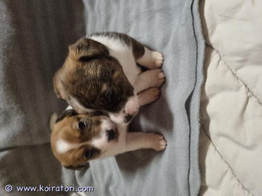 myydään sekarotuinen www.koiratori.com-ilmoitus Varattavissa poikapennut, russelimix, emästä osa corgia. Isä puhdas russeli. Eli matalia ja melko pieniä tulee, kuitenkin energisiä rotuja. Luov. 8- viikkoisina, 15.4. Alkaen. Silloin ovat eläinlääkärin tarkistettuja ja sirutettuja, sekä kaikinpuolin hoidettu. Madotetaan kolmesti ennen luovutusta. Vanhemmat mukavan luonteisia, ei riistaviettiä. Lisätietoja sähköpostitse. 