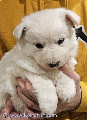 myydään paimenkoiramix www.koiratori.com-ilmoitus Omaa rakastavaa kotia etsivät luovutusikään 3.4. tulevat paimenkoiran pennut. Pennut ovat kasvaneet tupakeittiössä keskellä arjen touhuja. Pentueen vanhemmat ovat terveitä ja hyvä luonteisia kotikoiria. pennut myydään eläinlääkärin tarkastamina, madotettuina ja sirutettuina. Pennut saavat mukaansa tuttua ruokaa ja hoito-ohjeet. omaa kotia etsii vielä kaksi narttupentua ja yksi urospentu. Pennut myydään vain hyviin loppuelämän koteihin. Aikuiskoko noin 25-30kg.