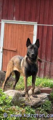 myydään belgianpaimenkoira www.koiratori.com-ilmoitus Etsin kiireellisesti kotia narttu malinoussille belgian paimen koira  hän on terve kiltti yståvllinen rakastaa omistajaansa kova vahti vietti leikkamaton koira. Syö kaikkea ruokaa ei allergijoita ja tällä ei ole papereita mutta rekisteröity ruoka virastoon. Ja syy on miksi luovun pahan allergian vuoksi vain . . Paikkakunta varkaus puhelin numero 0449635420