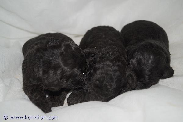 myydään Cockapoo www.koiratori.com-ilmoitus Suomessa 9.3.2026 syntyneet cockapoopennut nyt varattavissa! Löytyy sekä uros- että narttupentuja. Pentujen odotettavissa oleva aikuiskoko on noin seitsemän-kahdeksan kiloa. Pennuissa on 1/4 amerikancockerspanielia ja 3/4 villakoiraa; pentujen emä on cockapoo (amerikancockerspanieli x keskikokoinen villakoira) ja isä kääpiövillakoira. Cockapoota pidetään allergiaystävällisenä yhdistelmänä.Pennut luovutetaan 27.4.2026 jälkeen eläinlääkärin tarkastamina ja mikrosiruttamina, rekisteröityinä sekä useaan kertaan madotettuina.Pentuihin pääsee tutustumaan sopimuksen mukaan, molemmat vanhemmat (ja emän vanhemmatkin) nähtävillä. Pennut tottuvat meillä toisiin koiriin ja lapsiin, ne ovat käytännössä myös sisäsiistejä luovutusikäisinä, koska niiden kanssa harjoitellaan ulkoilua hyvin pienestä pitäen.Pennun hinta on 2000 €, josta varausmaksu on 400 €. Varausmaksua ei palauteta, mikäli ostaja peruu kaupan.Kasvatustoimintamme on yritysmuotoista, joten ostamalla pennun meiltä turvanasi on kuluttajansuoja. Lisäksi tiedät, että kasvatus on vastuullista ja verot yritystoiminnasta maksetaan Suomeen.Valitettavasti emme ennätä vastailla yksittäisiin lisäkuvapyyntöihin, mutta lisäilemme kuvia kotisivuillemme pentujen kasvaessa. Olet myös tervetullut tutustumaan pentuihin ja vanhempiin miltei koska tahansa!Tutustu kotisivuihimme (katso sieltä lisäkuvia) ja ota yhteyttä ensisijaisesti puhelimitse tai sähköpostitse.