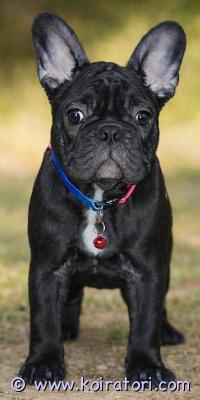 myydään Ranskanbulldoggi  www.koiratori.com-ilmoitus Upea, 19.11.2025 syntynyt ranskispentu Xanthia etsii vielä kotia. Luovutus heti! Xanthia on terveistä, terveystarkastetuista, näyttelytetyistä ja erittäin hyväluonteisista vanhemmista. Xanthia on hyvin feminiininen ja elegantti - sellainen vanhanajan ranskispentu. Xanthia on syntynyt ja kasvanut kotikasvattajalla - sosiaalistunut siis erinomaisesti kaikkeen. Xanthia myydään kotikoiraksi, mutta myös näyttelyihin on pennulla potentiaalia. Ota yhteyttä yhteystietoinesi ja kerro heti alkuun kattavasti millaiseen kotiin pentua toivotaan. Valitsemme kodit tarkoin, kysy pentua vasta, kun hankintapäätös on varma, samoin rahat.