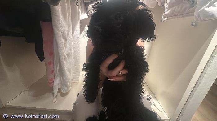 myydään sekarotuinen www.koiratori.com-ilmoitus 2 pentua enää vapaana hyvään kotiin. Pennut ovat syntyneet suomessa 19.11.2025.pennut ovat:	•	eläinlääkärin tarkastamat	•	sirutettu (mikrosiru 2.3.2026)	•	rokotettu (ensimmäinen rokotus + rabies 2.3.2026, voimassa vuoden)	•	madotettu säännöllisesti (aloitettu 3.12.2025, jatkettu 2 viikon välein 10 viikon ikään asti)pennut ovat kasvaneet kotioloissa ja tottuneet ihmisiin.pentuja on mahdollista tulla katsomaan ennen ostopäätöstä.varausmaksu 300 € (vähennetään kauppahinnasta).