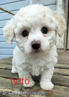 myydään villakoiramix www.koiratori.com-ilmoitus Sylissä viihtyvät pienen rodun pennut: aikuispaino arvio n. 5-8kg, säkäkorkeus arvio n. 27-30cm. terveystutkitut vanhemmat ja pennut käyneet jo eläinlääkärin tarkistuksella todistukset ja sirun saamassa. Madotettu usein, käsitelty paljon. Syntyneet 2.2.26 suomessa. Luovutus 27.3 jälkeen. Todella hyväluonteisia, seurakoiran luonteella: viihtyvät mukana puuhissa, automatkat sujui hyvin, viihtyvät ja rauhoittuvat syliin. 2 urosta, 2 narttua. Yksi laikukas, muut vaaleita. Ruokittu laaturuuilla.hinta 1800e, josta sitova varausmaksu 200e. Myyntisoppari tehdään, pentupaketti mukaan: valjaat, lelu, ruokaa, riepu.villakoiramikseri bichonfriseen kanssa.