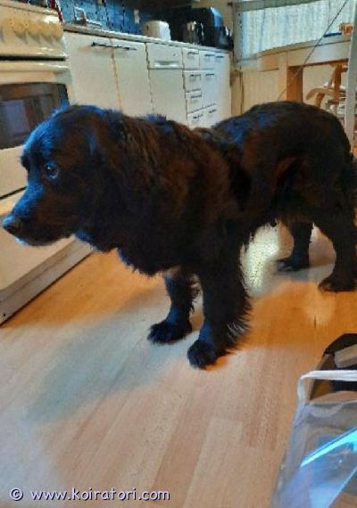 myydään sekarotuinen www.koiratori.com-ilmoitus Rakastavaa hellää kotia etsii juuri 8 vuotta täyttänyt sekarotuinen puoliksi kultainennoutaja narttu. Tosi kiltti. Helppo taluttaa. Kotia etsitään mieluiten omakotitalosta. Kiltti koirakaveri olisi plussa. Kissoja suvaitsee. Muut rodut ovat suomenajokoira ja berninpaimenkoira. Ei ole metsästysviettiä. Kerrothan jo alkuun, millaisen kodin antaisit.