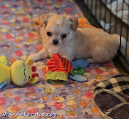 myydään chihuahua www.koiratori.com-ilmoitus Chihuahua pentupoika, pitkäkarvainen, erinomainen luonne, voi elää muiden eläinten kanssa. Maaliskuussa hän voi mennä uuteen kotiin.  pennulla on mikrosiru, iän mukaiset rokotukset ja eurooppalainen eläinlääkäripassi. Lisätietoja, kuvia ja videoita, laita yksityisviestit tai whatsapp. Maksullinen toimitus helsingin satamaan. Puhelin:+37258587448