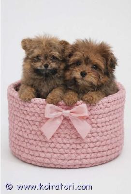 myydään pomapoo www.koiratori.com-ilmoitus Erittäin reipas, aktiivinen, sosiaalinen, luovutusikuinen viimeinen narttupentu enää vapaana. Pentu on moneasti madotettu, eläinlääkärin tarkastama, siru, eu passi, missä häne teädöt, eläinlääkärin teädöt, kirjattu siru ja milloin annettu rokotus . Pentun vanhemmat hyväluonteisia , tarkastettu pomeranian ja kääpiövillakoira, kysy lisä , mielummin soitto tai whatsapp , lähetetään video tai lisä kuvia, ei osamaksulla