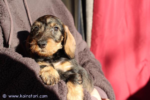 myydään karkeakarvainenkääpiömäykky www.koiratori.com-ilmoitus Karkeakarvainen kääpiö mäykky, poika, synt.27.01.26, rokotteet, eu passi ja export-sukutaulu, etsii huolehtivaa ja rakastavaa kotia. Meidan kotisivuilta www.taksik.com,puh.003725538914 ( engl. ).