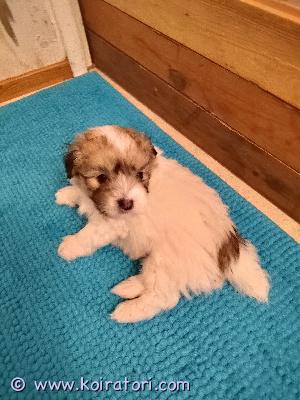 myydään cotondetulear www.koiratori.com-ilmoitus Pääsiäis tipuksi olli-pentunen.synt 12.2.2026 ja luov alk 2.4.vanhemmat terveitä, puhdasrotuisia ja hyvän luonteisia.pentu sirutetaan ja ell tarkastaa. 