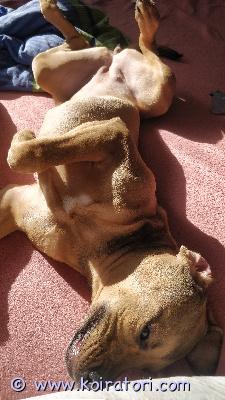 myydään amstaffimixn www.koiratori.com-ilmoitus 30.10.-25 syntynytemä: amstaffi/pitbullisä: amstaffi/rotikkaon sirutettu, madotettu sekä tehty eläinlääkärin pentutarkastus.on todella kiltti ja hyvin seurallinen.lähes tulkoon sisäsiistejä, pieniä pissoja voi tulla yöllä jos herää mutta näistäkin on jo opittu melkein pois eikä viimeiseen reiluun viikkoon ole tullut vahinkoja. Ja nukkuu mielellään ihan kainalossa peiton alla ja valtaa koko sängyn samalla.osaa kävellä hyvin hihnassa.antaa hyvin pukea vaatteet talvella/viileällä. oppinut juuri antamaan tassua ja tarjoaa sitä vähän joka paikassa.kynsien leikkuu onnistuu mutta vaatii aikaa koska menee välillä enemmän leikkimiseksi kun pitäisi olla paikallaan.kerro hieman itsestäsi sekä millainen koti sinulla olisi tarjota.ja kysy jos jotain oleellista olen jättänyt kirjoittamatta