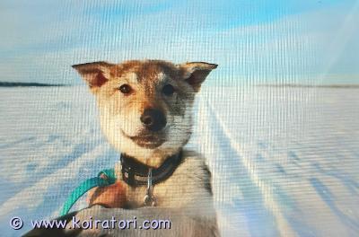 myydään sekarotuinen www.koiratori.com-ilmoitus Kaksi tyttöpentua etsivät rakastavaa kotia. Sekarotuiset aska ja tundra - syntynyt 18.11.2025 suomessa, kokkola. neljäkuukautta vanha, eli jo valmis uuteen seikkailuun.arvioitu aikuispaino n. 30-40 kg.aska: kiltti, rauhallinen tyttö joka oppii nopeasti. Tykkää ihmisistä ja muista koirista. Herttainen jättiläinen.askan oikeansilmän sisäluomi (kyynel) on kääntynyt, eli tavallinen musta väri näkyy pinkkinä. Ei aiheuta koiralle epämukavuutta, kosmeettinen vika jonka voi aikuisena helposti korjata. Eläinlääkärinpaperit - terve tyttö. siksi hintapyyntö vähän matalampi: 650e.tundra: iloinen, hauska ja energinen tyttö. Täynnä personallisuutta.oppii nopeasti uusia asioita. etsii aina kontaktia, tykkää muista ihmisistä ja koirista.hintapyyntö: 800e.sopii aktiiviseen kotiin, jossa halutaan touhuta koiran kanssa. Ulko- ja/tai sisäkoiraksi.luovutetaan -madotettuna suositusten mukaisesti 3x-eläinlääkärin tarkastamana 28.01.2026  11.03.2026-rokotettuna -sekä mikrosirutettuna. -kauppakirja, eläinlääkäritodistusja rokotuskortti mukaan.varasumaksu 100€ joka vähennetään loppusummasta pentua hakiessa.mikäli ostaja peruu kaupat, varausmaksua ei palauteta.lisäätietoa pennusta kysymällä.ja kerro mielellään millainen koti sinulla on tarjoittavana pennulle.oonafi@hotmail.com-myyjä oona finnilä